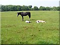 W9573 : Mare and two foals, Castlemartyr Hotel by Mac McCarron