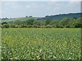 SP2932 : Warwickshire farmland by Michael Dibb