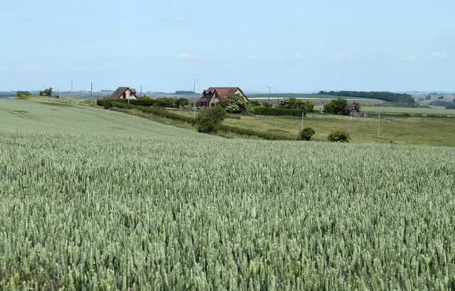 2010 : Wheatfield and bungalows on Whiten Hill