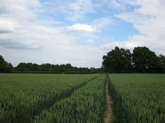 Path through the wheat
