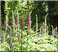 2010 : Digitalis purpurea, Common Foxglove