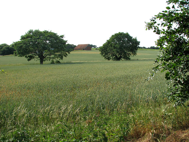 Wheat field east of St Michael's church, Cookley