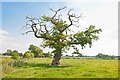 SJ5017 : Oak tree at Broad Oak by Roger May