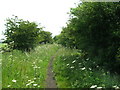 Cycle track towards Patrington