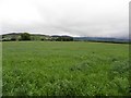 Grange Townland