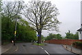 Tree in the road, Covington Way