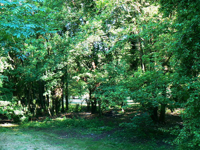 Small woodland by the Roman amphitheatre, Cirencester