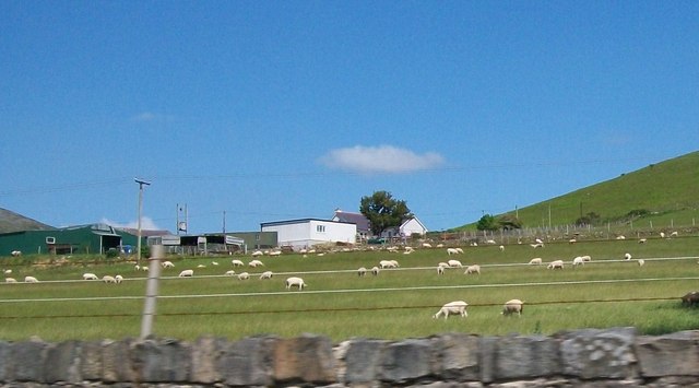 Sheep pastures on the outskirts of Llanaelhaearn