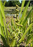 NS3976 : Branched Bur-reed (Sparganium erectum) by Lairich Rig