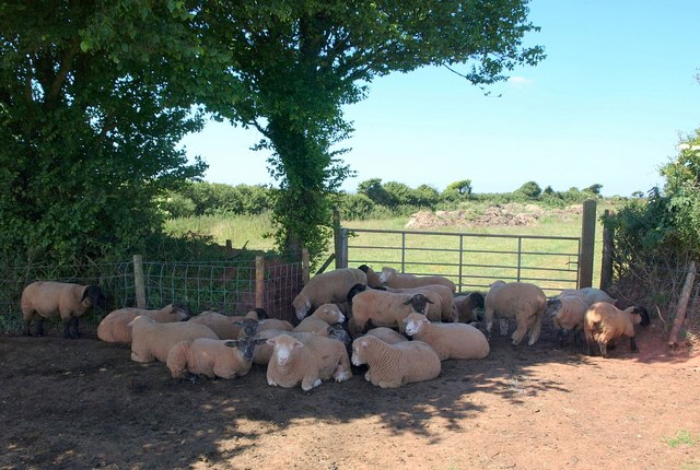 Sheep near North Bolberry