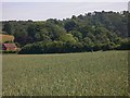 View across wheatfield north of Chilworth