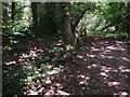 Bridge by footpath at Chilworth