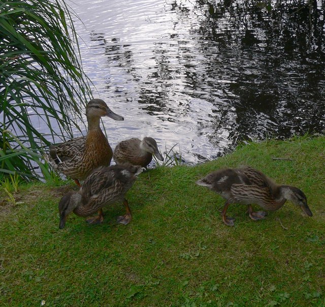 Ducks at Postford Pond
