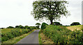 The Wallace Hill Road near Killyleagh