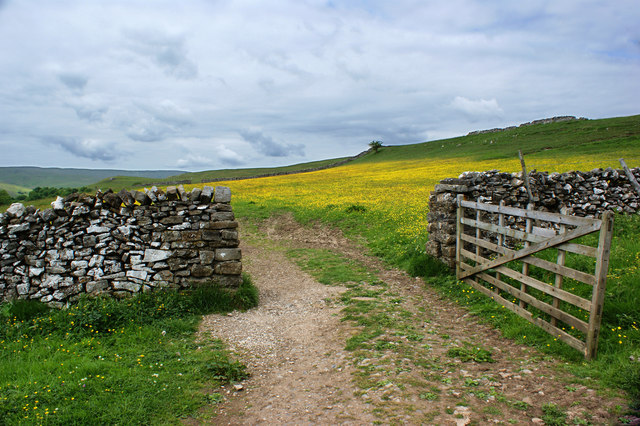 An open gate and more buttercups