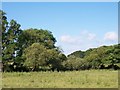 Woodland and rough grassland near Pont Penmaen