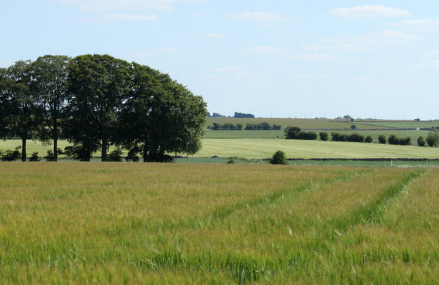 2010 : Barley field on the footpath to West Littleton