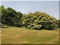 Shrubs - North end of Wild Park