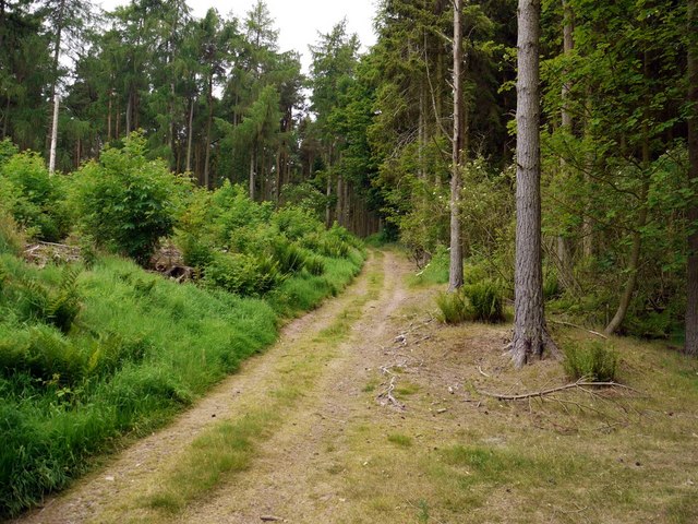 Forest track on Flodden Hill