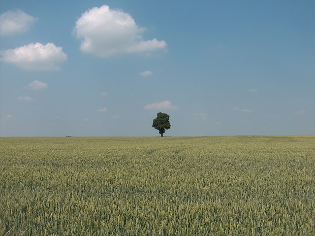 Tree in a cornfield near Orton-on-the-Hill