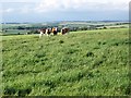 Cattle near Netheravon