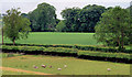 Fields and trees near Banbridge