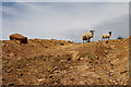 NY4589 : Sheep on a moorland track by Walter Baxter