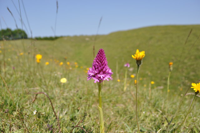 Purple Pyramid Orchid © Ashley Dace Geograph Britain And Ireland