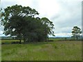 Trees near High Cross farm