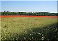 SU5972 : Poppies in a wheat field by Mr Ignavy
