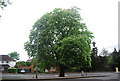 Large Chestnut tree, Fountain Drive