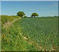 SP4594 : Farmland near Elmesthorpe Plantation by Mat Fascione