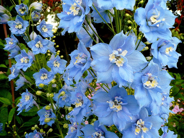 Sky Blue Delphinium © Jonathan Billinger Geograph Britain And Ireland 2352