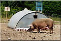 Pigs at Stinsford, Dorset