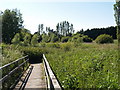 Footpath Boardwalk near the River Frome