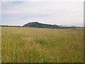 Hay meadow at Mochras