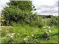 Hogweed along the roadside, Maghaberry