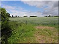 Barley field, Maghaberry