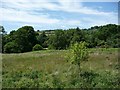 Grassland and trees alongside the Dart