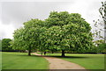 Chestnut trees, Dulwich Park