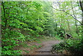 Path in Sydenham Hill Wood Nature Reserve