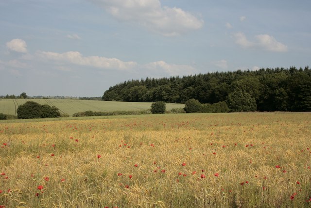 The north-east corner of Badby Wood - poppies