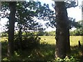 Woodland and rough pasture between Penrhos and Pwllheli