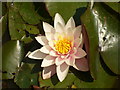 Pond Life, Dunsfold Green