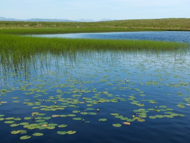 Water-lilies in the Lily Loch
