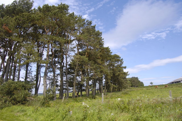 Scots Pines