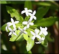 Woodruff (Galium odoratum)