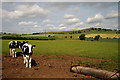 A livestock field at Legars