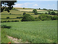 Wheatfield by the Kester Brook: 1