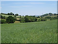 Wheatfield by the Kester Brook: 2